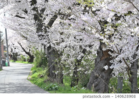 豐野潟湖沿岸的櫻花樹(新潟縣新潟市中央區) 豐野潟湖沿岸的櫻花樹(新潟縣新潟市中央區) 140628908