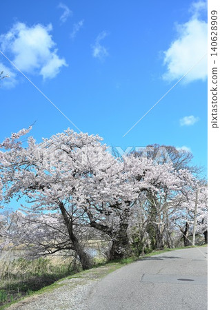 豐野潟湖沿岸的櫻花樹（新潟縣新潟市中央區） 140628909