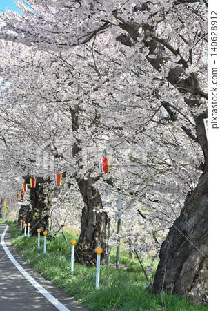 Cherry blossom trees along Toyano Lagoon (Chuo Ward, Niigata City, Niigata Prefecture) Cherry blossom trees along Toyano Lagoon (Chuo Ward, Niigata City, Niigata Prefecture) 140628912