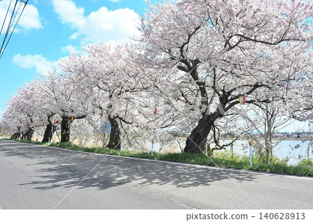 豐野潟湖沿岸的櫻花樹(新潟縣新潟市中央區) 豐野潟湖沿岸的櫻花樹(新潟縣新潟市中央區) 140628913