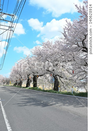 Cherry blossom trees along Toyano Lagoon (Chuo Ward, Niigata City, Niigata Prefecture) Cherry blossom trees along Toyano Lagoon (Chuo Ward, Niigata City, Niigata Prefecture) 140628914