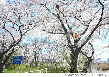 Cherry blossom trees along Toyano Lagoon (Chuo Ward, Niigata City, Niigata Prefecture) Cherry blossom trees along Toyano Lagoon (Chuo Ward, Niigata City, Niigata Prefecture) 140628917