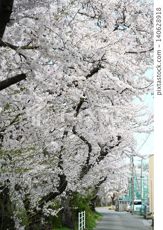 Cherry blossom trees along Toyano Lagoon (Chuo Ward, Niigata City, Niigata Prefecture) Cherry blossom trees along Toyano Lagoon (Chuo Ward, Niigata City, Niigata Prefecture) 140628918