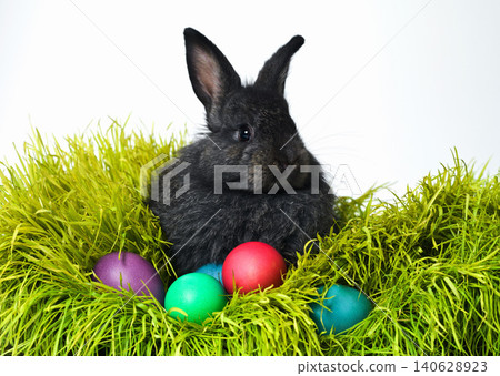 Easter, eggs and rabbit on grass in studio for celebration, kids fun and creative paint. Culture, tradition and bunny with chocolate, color and hunt on Good Friday, festive event or Christian holiday 140628923