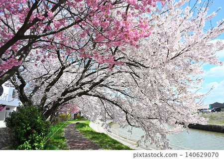 Cherry blossom trees in Tōmei Sakura Park (Niigata City, Niigata Prefecture) Cherry blossom trees in Tōmei Sakura Park (Niigata City, Niigata Prefecture) 140629070