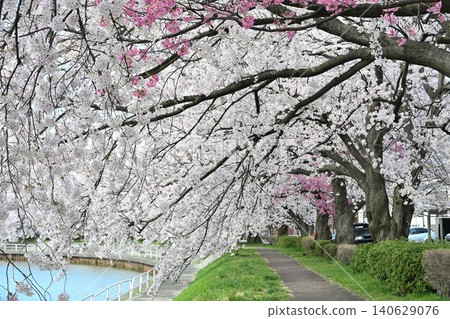 Cherry blossom trees in Tōmei Sakura Park (Niigata City, Niigata Prefecture) Cherry blossom trees in Tōmei Sakura Park (Niigata City, Niigata Prefecture) 140629076