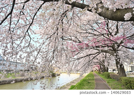 Cherry blossom trees in Tōmei Sakura Park (Niigata City, Niigata Prefecture) Cherry blossom trees in Tōmei Sakura Park (Niigata City, Niigata Prefecture) 140629083