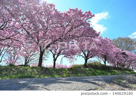My Road, a road where cherry blossoms dance in the sunlight (Niitsu, Akiha Ward, Niigata City, Niigata Prefecture) 140629180