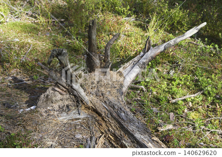Upended Decaying Tree Stump on Forest Floor Upended Decaying Tree Stump on Forest Floor 140629620
