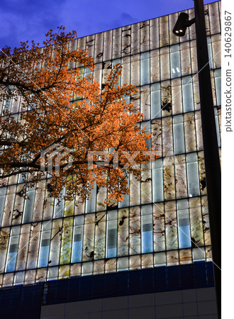 Colorful yellow autumn leaves on ginkgo tree branches background with modern building windows at night. Colorful yellow autumn leaves on ginkgo tree branches background with modern building windows at night. 140629867