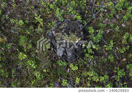 Weathered Tree Stump with Moss on Forest Floor Top View Weathered Tree Stump with Moss on Forest Floor Top View 140629883