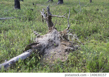 Uprooted Tree Stump with Exposed Roots in Pine Forest Uprooted Tree Stump with Exposed Roots in Pine Forest 140630157