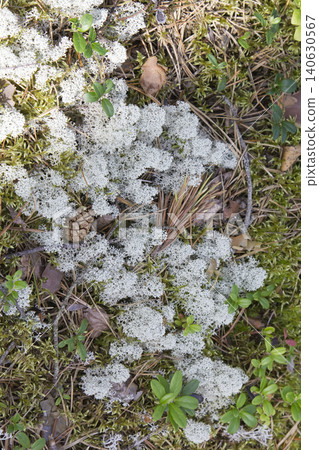 White Reindeer Lichen with Pine Cone on Forest Floor White Reindeer Lichen with Pine Cone on Forest Floor 140630567