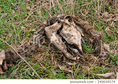 Decaying animal skull and skeletal remains in a field of green and dry grass Decaying animal skull and skeletal remains in a field of green and dry grass 140630574