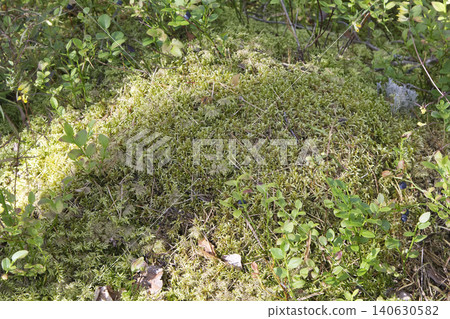 Lush Green Moss Mound on Forest Floor Lush Green Moss Mound on Forest Floor 140630582