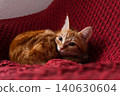 Ginger tabby cat resting on a red textured blanket 140630604