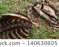 Skeletal remains of an animal including skull and rib cage on the ground 140630605
