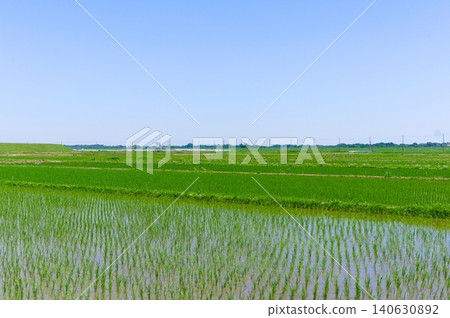 Around the Tone River in Kashiwa City, Chiba Prefecture, May 2026 Around the Tone River in Kashiwa City, Chiba Prefecture, May 2026 140630892
