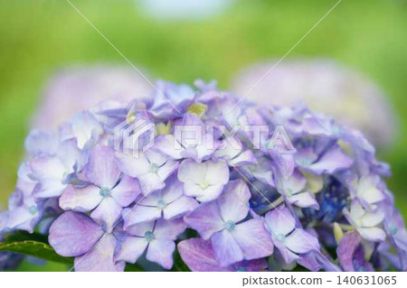 Light hydrangea Light hydrangea 140631065