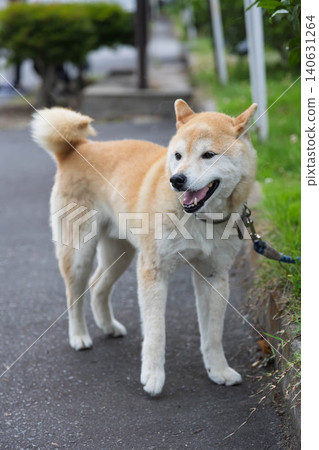 Shiba Inu looking up with a smile 140631264