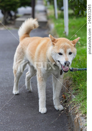 Shiba Inu looking up with a smile 140631265