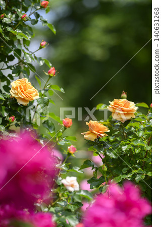 Rose garden in full bloom Rose garden in full bloom 140631268