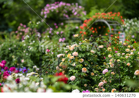 Rose garden in full bloom Rose garden in full bloom 140631270