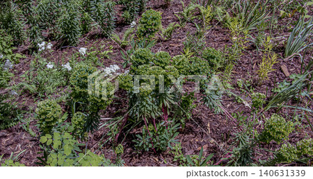 Euphorbia x martinii perennial ornamental plant outdoors Euphorbia x martinii perennial ornamental plant outdoors 140631339