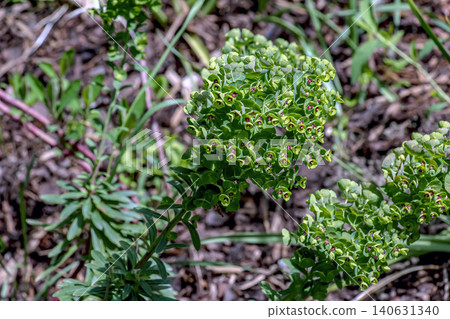 Euphorbia x martinii ornamental spurge with spring flower bracts Euphorbia x martinii ornamental spurge with spring flower bracts 140631340