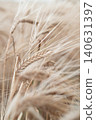 naturally beautiful golden ripe wheat ears at meadow at cloudy day. macro 140631397