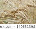 naturally beautiful golden ripe wheat ears at meadow at cloudy day. macro 140631398