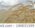 naturally beautiful golden ripe wheat ears at meadow at cloudy day. macro 140631399