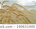 naturally beautiful golden ripe wheat ears at meadow at cloudy day. macro 140631400