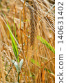 beautiful golden wheat ears at meadow at sunny day bathing in sun light. macro 140631402