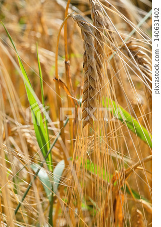 beautiful golden wheat ears at meadow at sunny day bathing in sun light. macro beautiful golden wheat ears at meadow at sunny day bathing in sun light. macro 140631402