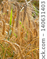 beautiful golden wheat ears at meadow at sunny day bathing in sun light. macro 140631403
