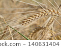 beautiful golden wheat ears at meadow at sunny day bathing in sun light. macro 140631404