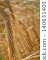 beautiful golden wheat ears at meadow at sunny day bathing in sun light. macro 140631405