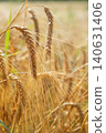 beautiful golden wheat ears at meadow at sunny day bathing in sun light. macro 140631406
