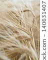 naturally beautiful golden ripe wheat ears at meadow at cloudy day. macro 140631407