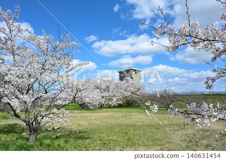 Manganji Lock Gate and cherry blossoms (Niitsu, Akiha Ward, Niigata City, Niigata Prefecture) Manganji Lock Gate and cherry blossoms (Niitsu, Akiha Ward, Niigata City, Niigata Prefecture) 140631454
