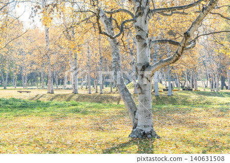 Autumn birch trees in Makomanai Park, Sapporo City Autumn birch trees in Makomanai Park, Sapporo City 140631508