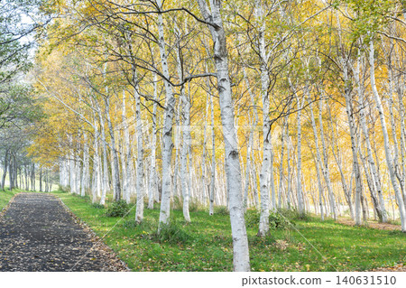 Autumn birch forest, Moerenuma Park, Sapporo City Autumn birch forest, Moerenuma Park, Sapporo City 140631510