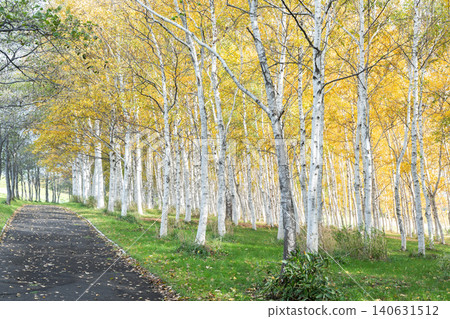 Autumn birch forest, Moerenuma Park, Sapporo City Autumn birch forest, Moerenuma Park, Sapporo City 140631512