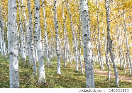 Autumn birch forest, Moerenuma Park, Sapporo City Autumn birch forest, Moerenuma Park, Sapporo City 140631513