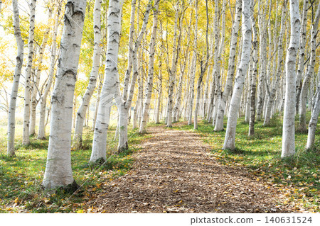 Autumn birch forest, Moerenuma Park, Sapporo City Autumn birch forest, Moerenuma Park, Sapporo City 140631524
