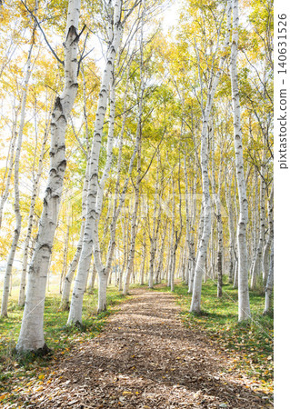 Autumn birch forest, Moerenuma Park, Sapporo City Autumn birch forest, Moerenuma Park, Sapporo City 140631526