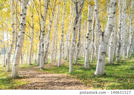 Autumn birch forest, Moerenuma Park, Sapporo City Autumn birch forest, Moerenuma Park, Sapporo City 140631527