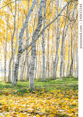 Autumn birch forest, Moerenuma Park, Sapporo City Autumn birch forest, Moerenuma Park, Sapporo City 140631548