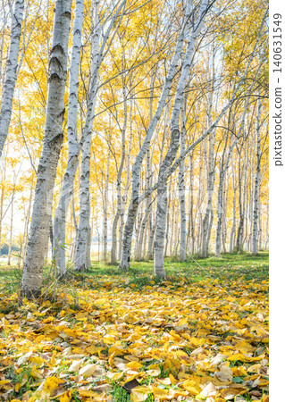 Autumn birch forest, Moerenuma Park, Sapporo City Autumn birch forest, Moerenuma Park, Sapporo City 140631549